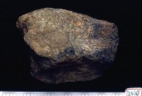 藏品(象尺骨下端)的圖片